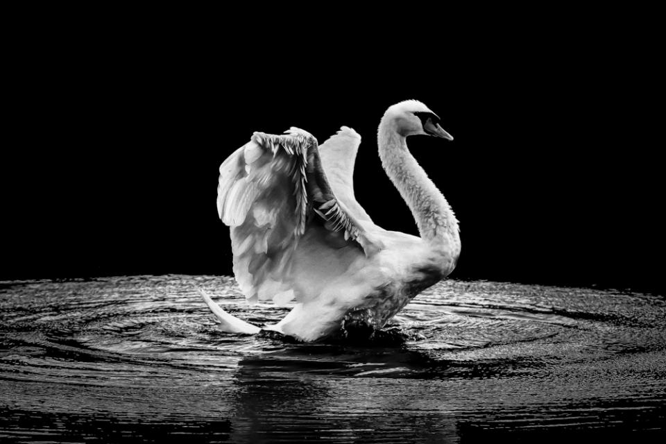 Swan In B&W | Shutterbug